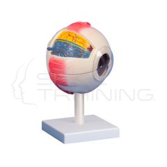 Eye model 6 times life size 6 parts