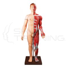 Human Body Muscles with Internal Organs