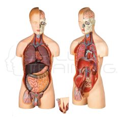 Dual Sex Torso:20-Part