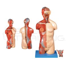 Dual sex Torso with Open Back:32-part