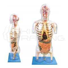 Transparent Torso with Internal Organs