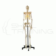 Artificial Human Skeleton (male 173CM)