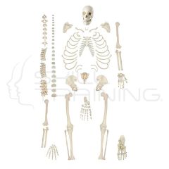 Scattered Bone Model of Human Skeleton