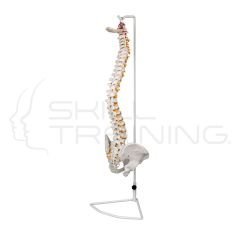 Vertebral Column with Stainless Steel Holder