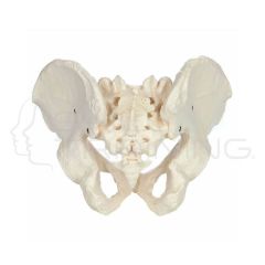 Male Pelvis