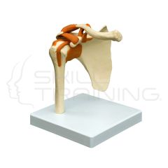 Shoulder Joint