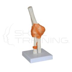 Elbow Joint