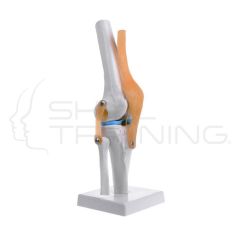 Knee Joint
