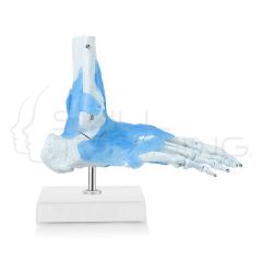 Ankle Joint