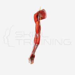 Muscles of Arm with Main vessels and Nerves