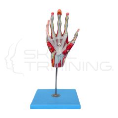 Muscle of Hand with Main Vessels and Nerves