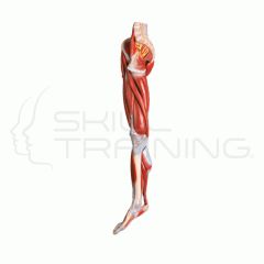 Muscle of Leg with Main vessels and Nerves
