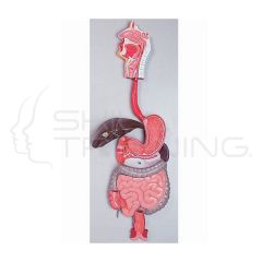 Digestive System
