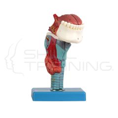 Larynx with Tongue and Teeth