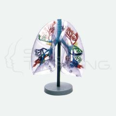 Transparent Lung Segments Model