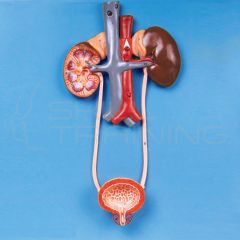 Urinary System