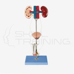 Male Urinary Organ