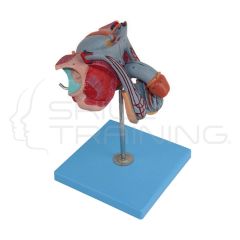 Male Genital Organs