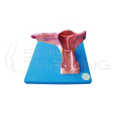 Female Inner Genital Organs