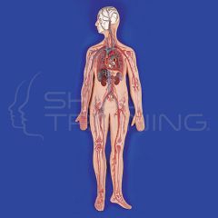 Circulatory System Model 1/2 Life Size