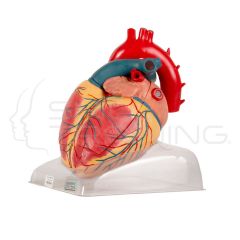 Adult Heart Model