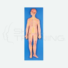 Nervous System