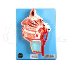 Mouth, Nose, Pharynx and Larynx w/ vessels