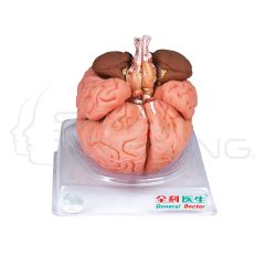Brain 8 parts