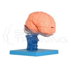 Brain