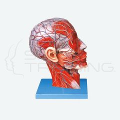 Half Head with Vessels