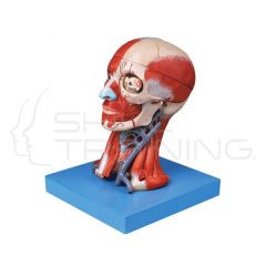 Head with Muscles