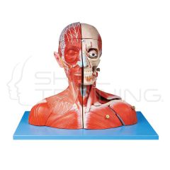 Head and Neck w/ Blood Vessels, Nerves, Brain