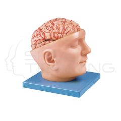 Brain with Arteries