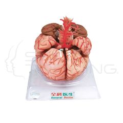 Brain with Arteries 9 parts