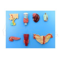 Human Secretory Organs