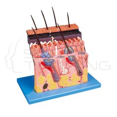 Skin Section 4 parts