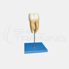 Molar Model