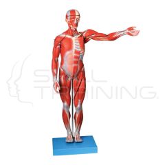 Muscles of Male Body 18 parts 170 cm