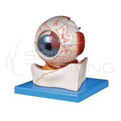 Eyeball Model