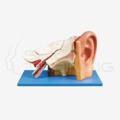 Ear Anatomy