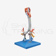 Larynx, Trachea and Bronchial Tree Model
