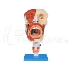 Nasal, Oral, Pharynx and Larynx Cacities