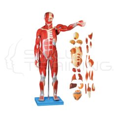 Muscles of Male with Organs 27 parts 78CM