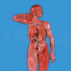 Lymphatic System Model