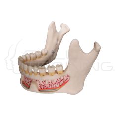 Mandible Model