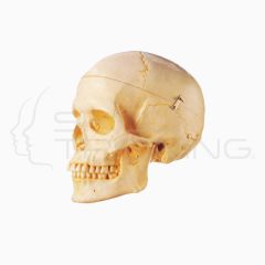 Adult Skull