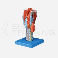 Larynx Model(Anatómica Model)