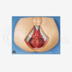 Male Perineunm Anatomy