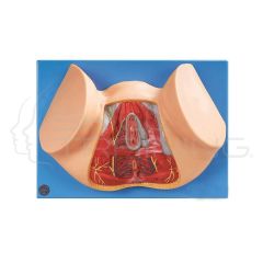 Female Perineum Anatomy