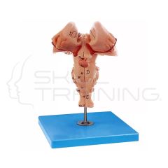 Brainstem